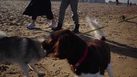 Dogs playing at the beach between tourists Video stock 329669409