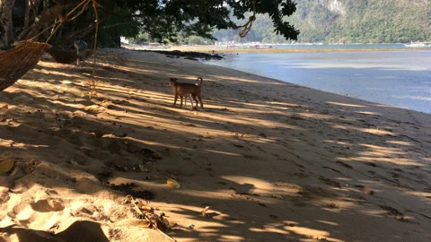 Dogs playing on the beach in El Nido, Palawan, Philippines Stock Footage 147018075
