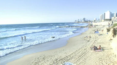 Dogs playing in the beach Stock Footage 589265