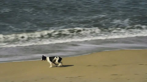 Dogs playing at the beach Stock Footage 36303090