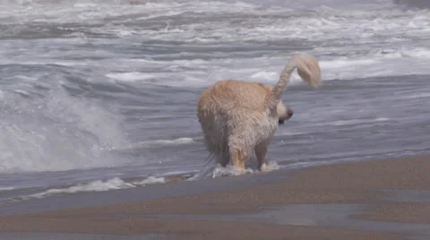 Dogs Playing on the Beach Stock Footage 45843166