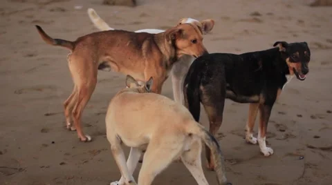 Dogs Playing on the beach Stock Footage 57387243