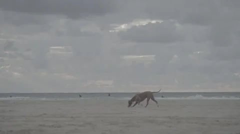 Dogs playing on the beach  Vídeo Stock 58166035