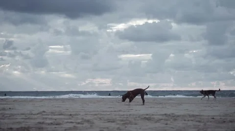 Dogs playing on the beach Stock Footage 58166190