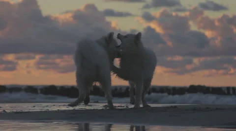 Dogs playing on the beach Stock Footage 59088287