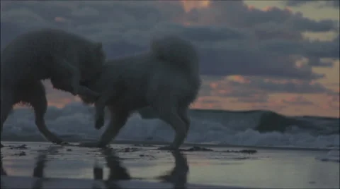 Dogs playing on the beach Stock Footage 59088499