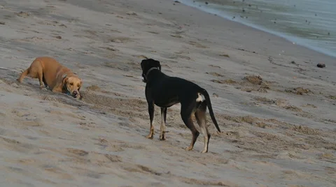 Dogs Playing on Beach Stock Footage 60982121
