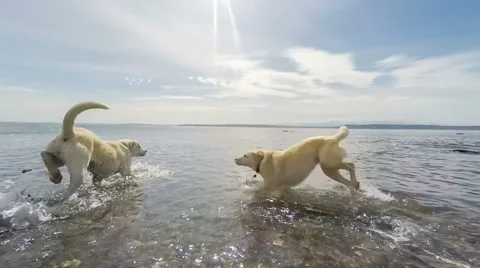 Dogs Playing at Beach Stock Footage 62408622