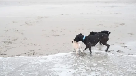 Dogs playing on the beach Stock Footage 75763956