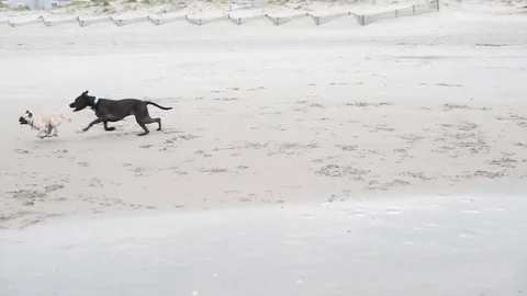 Dogs playing on the beach Stock Footage 75763968