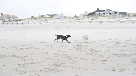 Dogs playing on beach Stock Footage 75763983