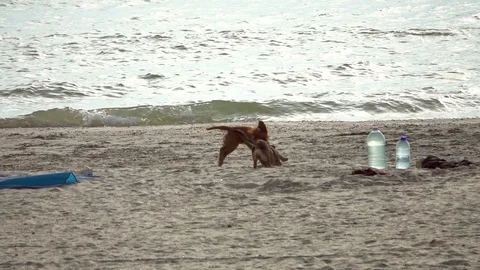 Dogs playing on the beach Stock Footage 95079387