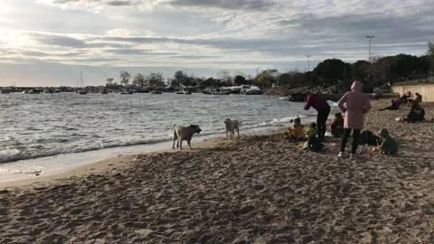 Dogs playing on the beach Stock Footage 145899660
