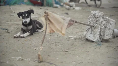 Dogs playing on the beach Stock Footage 165856097