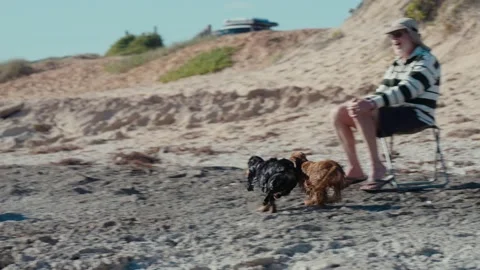 Dogs playing on the beach 库存影片 200314165