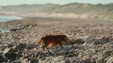 Dogs playing on the beach 库存影片 200315758