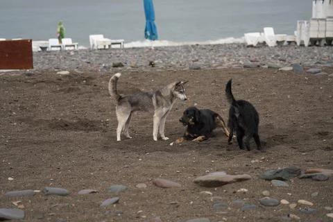 Dogs playing on the beach Stock Photos