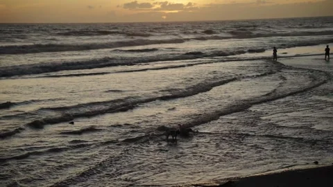 Dogs playing on the beach at sunset Stock Footage 339274068