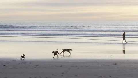 Dogs playing on beach sunset RED 4K.R3D slowmo panning Stock Footage 103236741