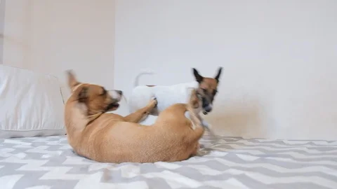 Dogs Playing On The Bed Video stock 122275093