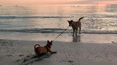 Dogs playing Chiwawa pulled into water by a friend Stock Footage 158499251