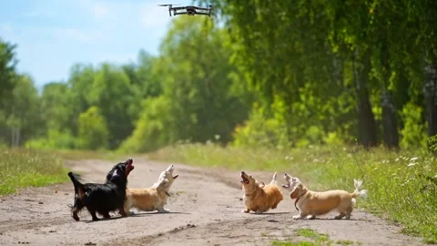 Dogs playing with drone Stock Footage 137261898