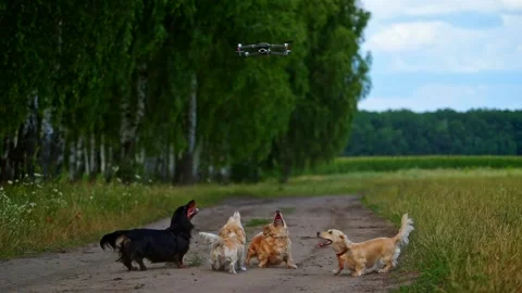 Dogs playing with drone Stock Footage 137261944