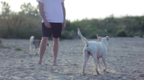 Dogs playing with each other Stock Footage 40766436