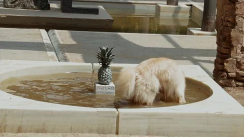 Dogs playing with each other in puddle of water Stock Footage 131778314