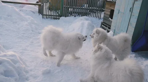 Dogs playing with each other in the snow Video stock 59794927