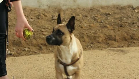 Dogs Playing Fetch Stock Footage 11361006