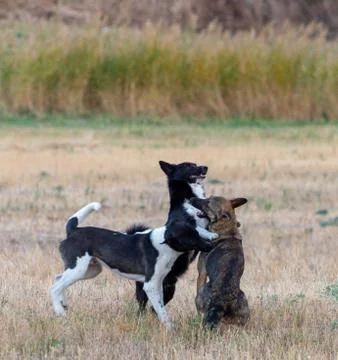 Dogs playing in the field Stock Photos