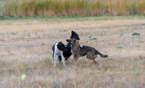 Dogs playing in the field Stock Photos