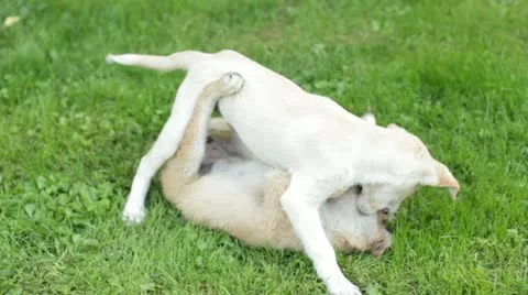 Dogs playing 库存影片 12009537