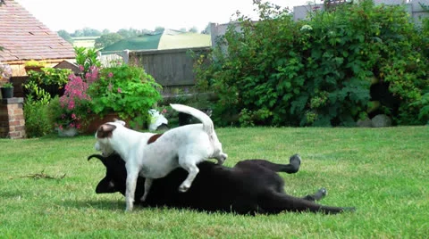 Dogs playing Stock Footage 25673070