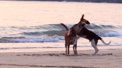 Dogs playing Видео 49273378