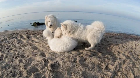 Dogs playing Stock Footage 67461870