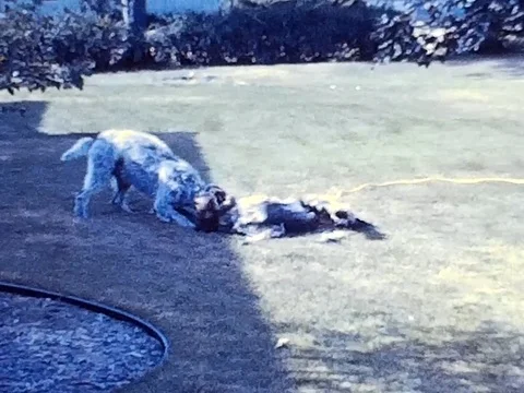 Dogs Playing Stock Footage 78006980