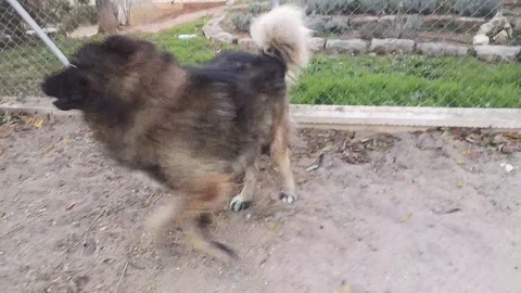 Dogs playing Stock-Footage 121842443