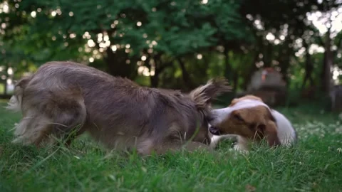Dogs Playing Stock Footage 130716782
