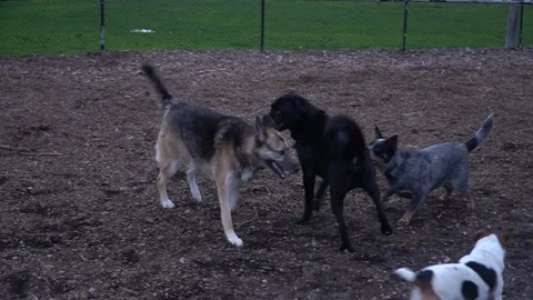 Dogs Playing Vídeos de archivo 151723387