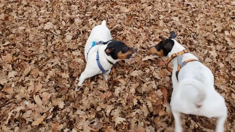 Dogs playing 動画素材 167232071