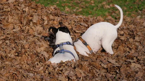 Dogs playing 動画素材 167855802