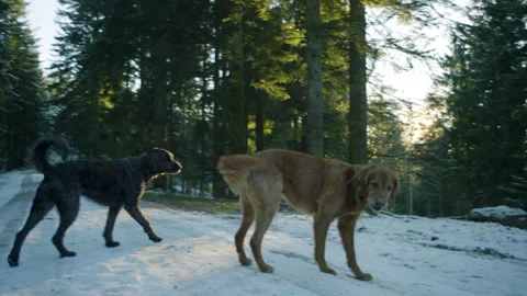 Dogs Playing Stock Footage 264777854