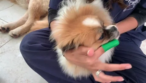 Dogs playing Video stock 302224537