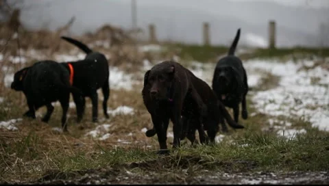Dogs Playing Freely in Field Vídeos de archivo 10754402