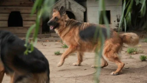 Dogs playing in the gallery on the plot. Canine nursery. Hotel for dogs. Vídeos de archivo 101442851