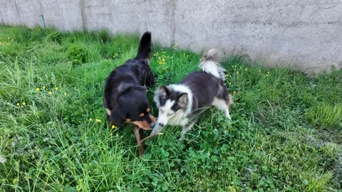 Dogs playing in the grass. Stock Footage 317676191