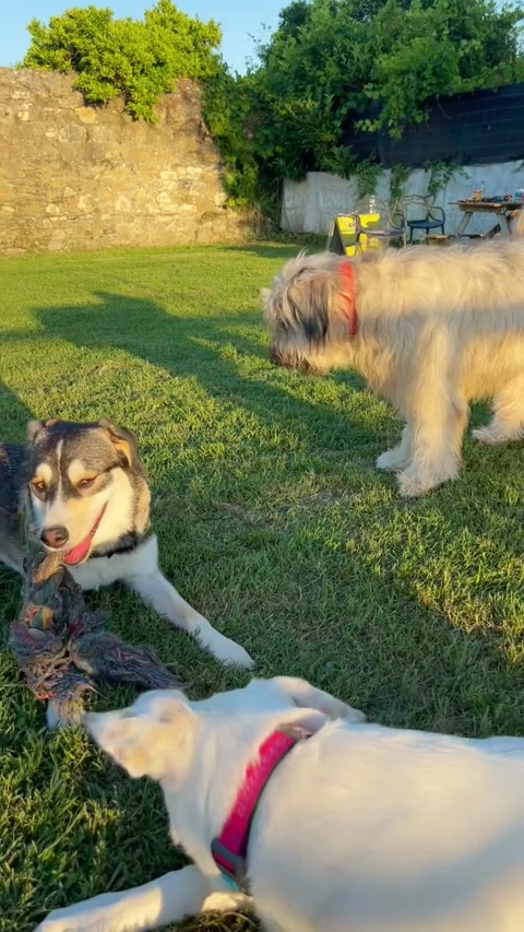 Dogs Playing in Kalamata Backyard Stock Footage 347107919