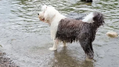 Dogs playing in the lake Stock Footage 77105405